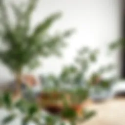 Eucalyptus branches elegantly arranged in a modern living room